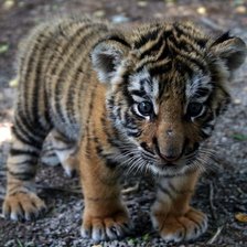 Схема вышивки «Тигруня»