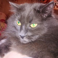 Схема вышивки «Сибиряк»