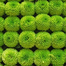 Схема вышивки «Цветы»