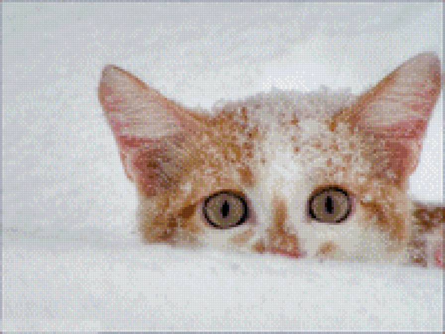 котяра - зима, кошка, снег, животные - предпросмотр