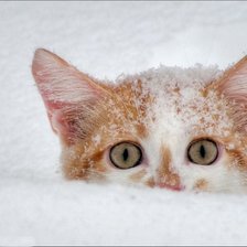 Схема вышивки «котяра»