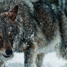 Схема вышивки «волк»