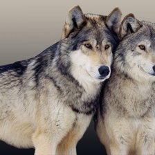 Схема вышивки «волки»