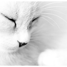 Схема вышивки «кошка»