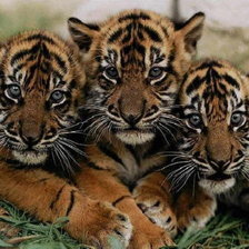 Три тигренка