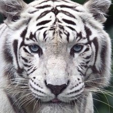 Схема вышивки «Беламур»