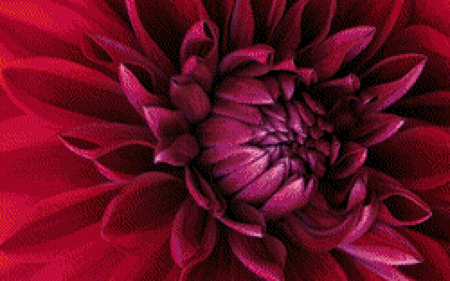 георгин - цветок, георгин, лепестки - предпросмотр