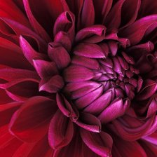 Схема вышивки «георгин»