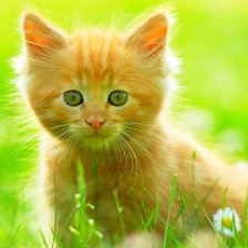 Схема вышивки «Рыжуля»