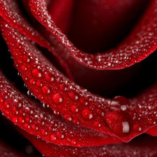 Схема вышивки «роза в росе»