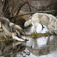 Схема вышивки «волки»