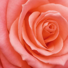 Схема вышивки «роза»