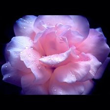 Схема вышивки «Роза прекрасная»