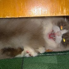 Схема вышивки «Злюка»