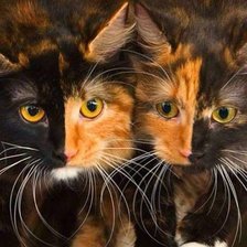 Братья из ларца