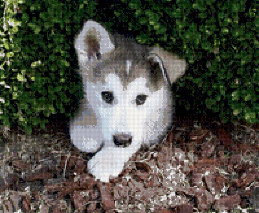 Бродяга - предпросмотр