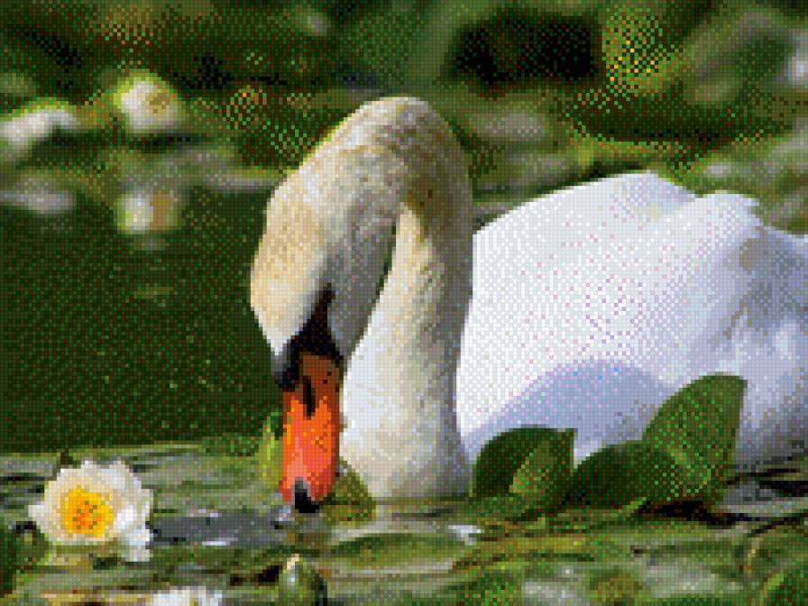 лебедь - лебедь - предпросмотр