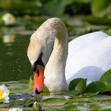Схема вышивки «лебедь»