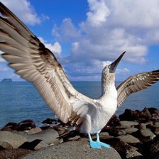 Схема вышивки «птица»