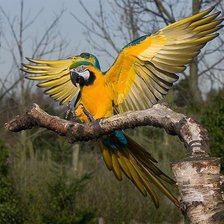 Схема вышивки «попугай»