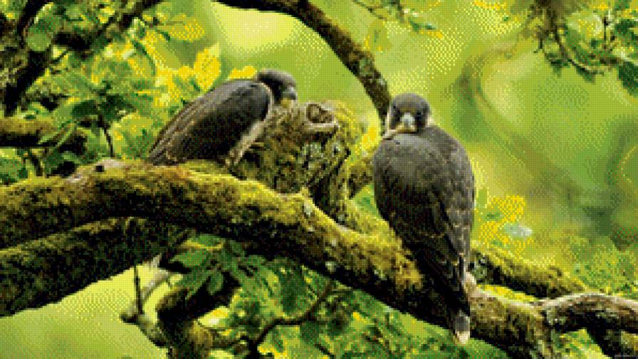 птица - птица - предпросмотр