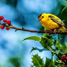 Схема вышивки «птица»