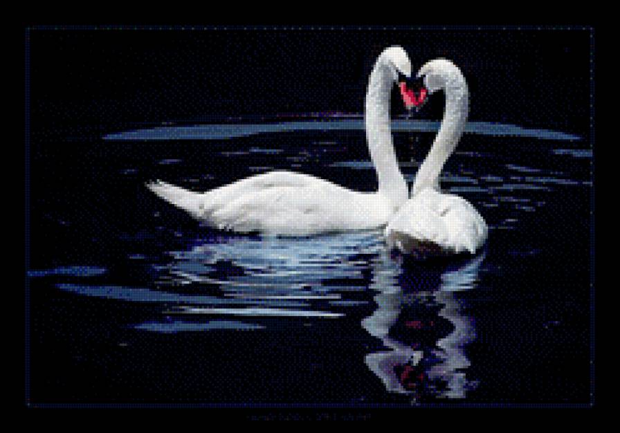 лебедь - лебедь - предпросмотр