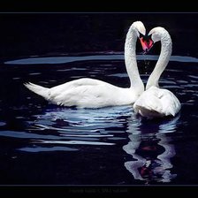 Схема вышивки «лебедь»