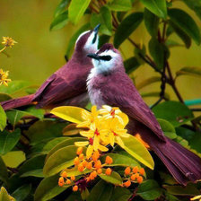 Схема вышивки «птица»