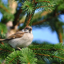Схема вышивки «птица»