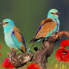 Схема вышивки «птица»