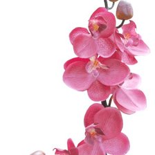 Схема вышивки «Орхидея_М03»