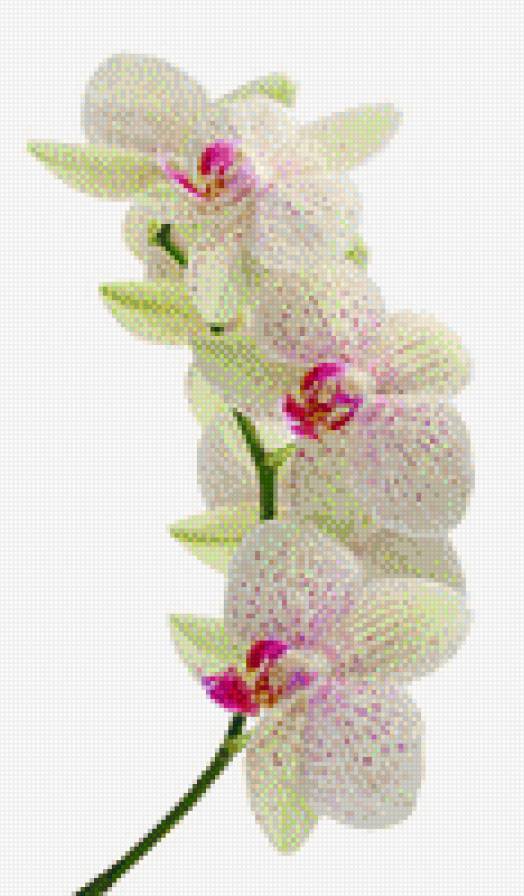 Орхидеи_М08 - орхидея - предпросмотр