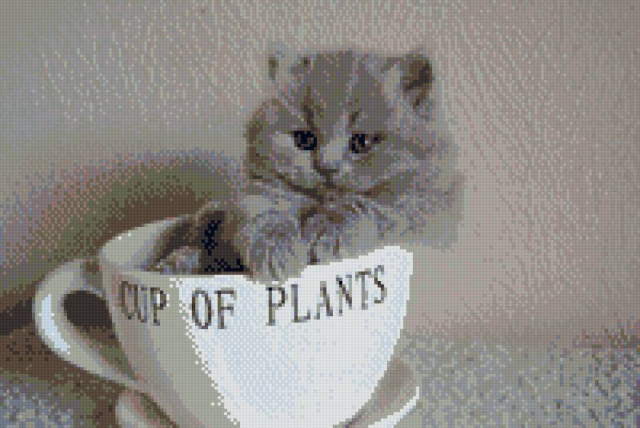 котик - кот, чашка, животные, малыш - предпросмотр