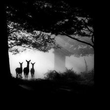 лесные жители