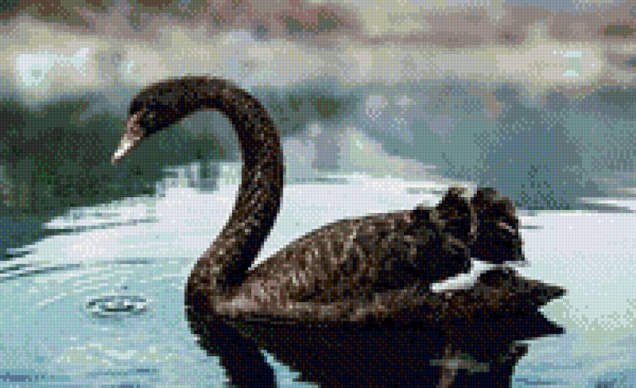 лебедь - лебедь, птицы, озеро - предпросмотр