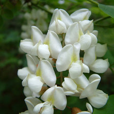 Схема вышивки «цвет акации»