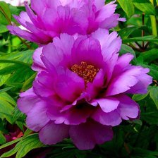 Схема вышивки «пионы»