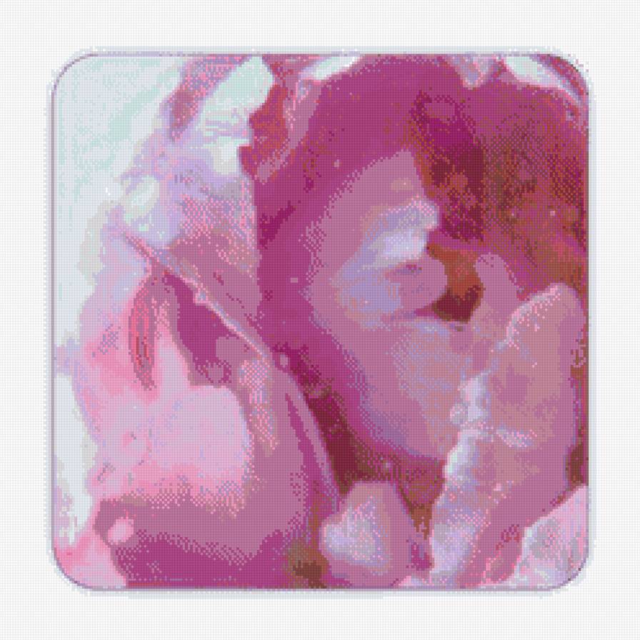 пион - весна, цветы, пион - предпросмотр