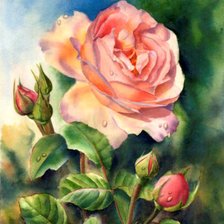 Схема вышивки «роза»