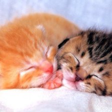 Братишки- котишки