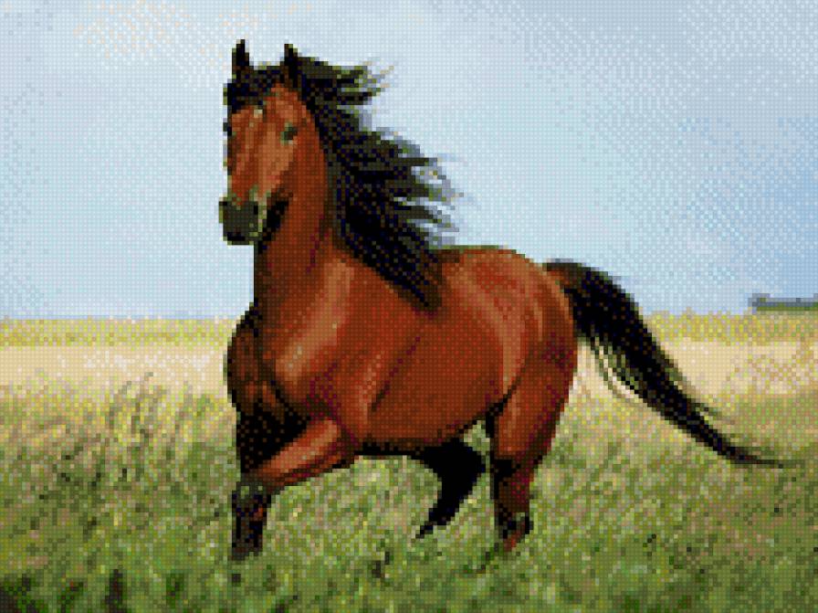 Вишневая - степь, лошадь - предпросмотр