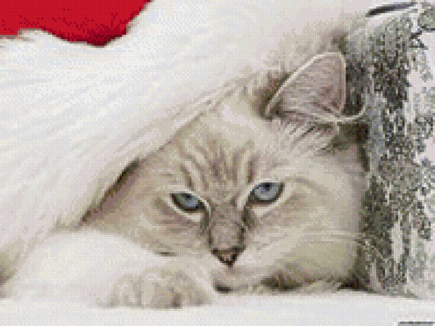 котик 2 - животные, зима, новый год, кот, рождество - предпросмотр