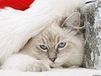 Схема вышивки «котик 2»