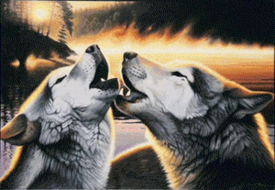 волки - любовь, животные, хищники, волк - предпросмотр