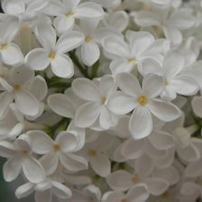 Схема вышивки «№803375»