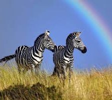 Схема вышивки «После дождя...»