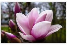 Схема вышивки «магнолии»