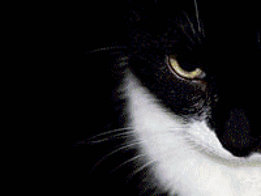 взгляд - глаз, кот, взгляд, животные - предпросмотр