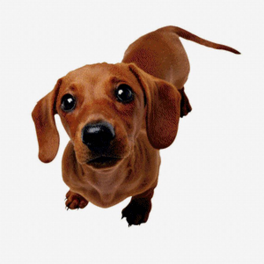 собака - животные - предпросмотр